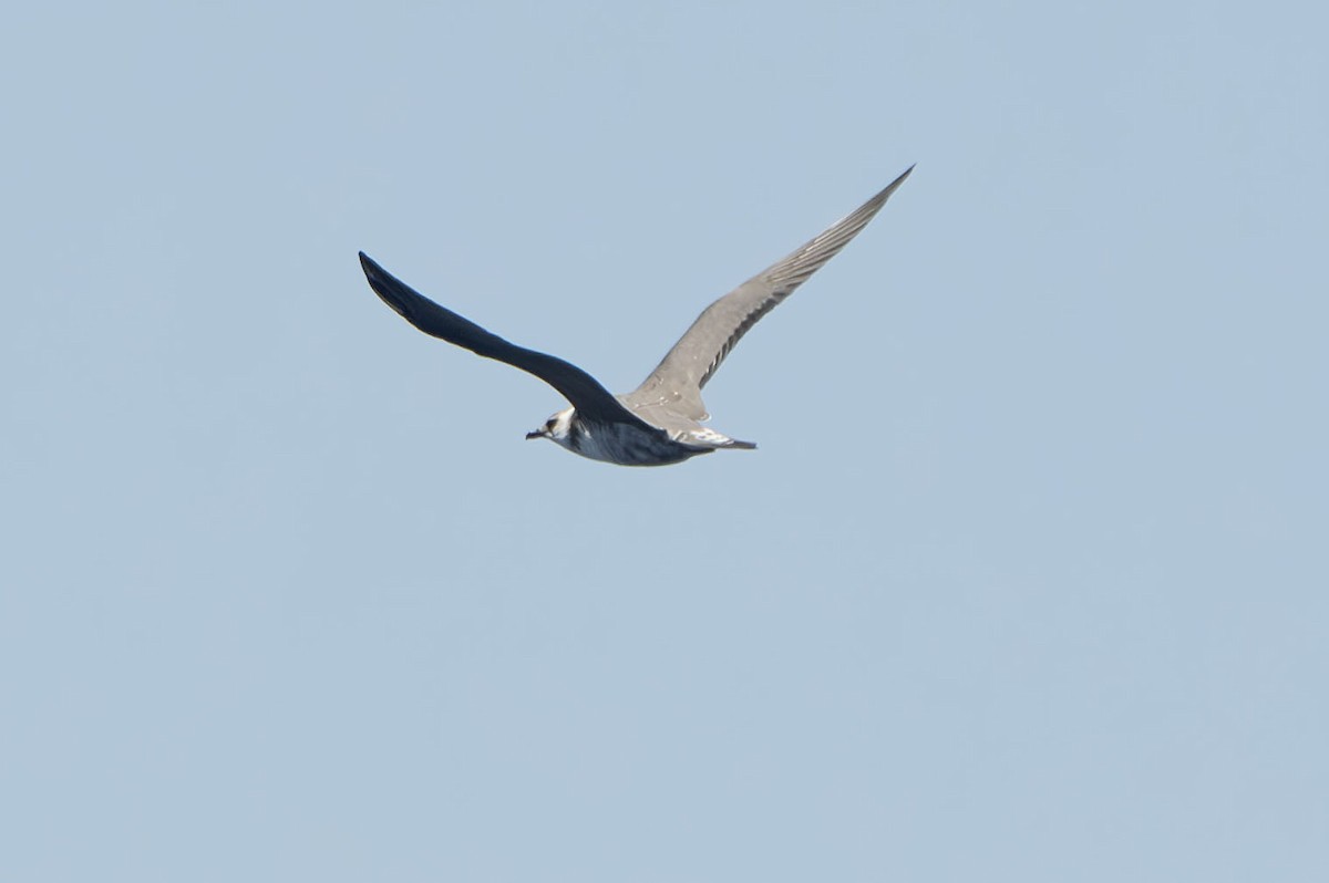 Long-tailed Jaeger - Philip Griffin