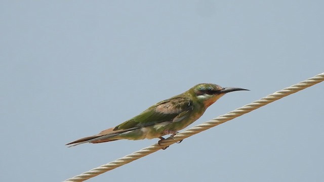 Blue-cheeked Bee-eater - ML615344640