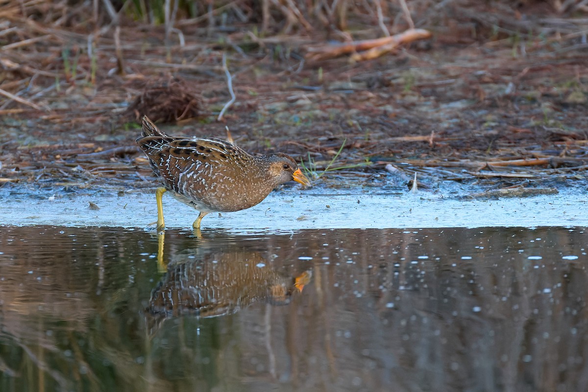 Spotted Crake - ML615344868