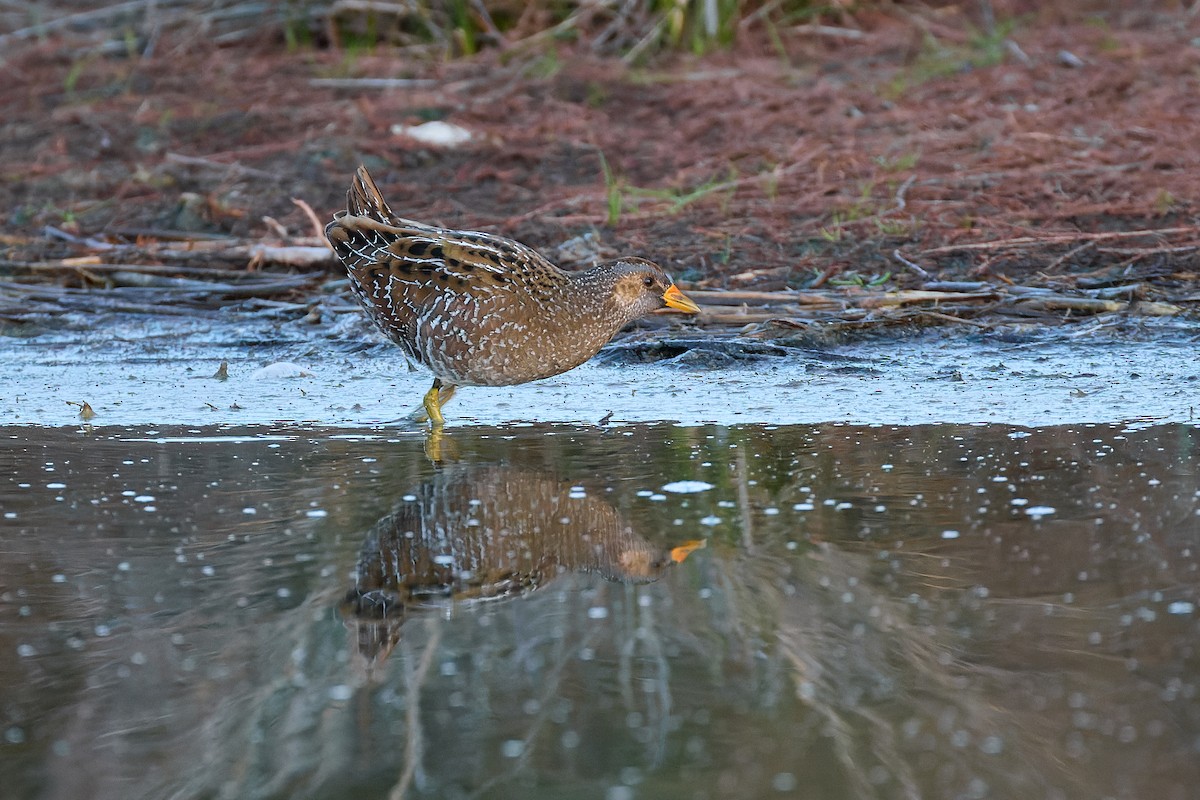 Spotted Crake - ML615344870