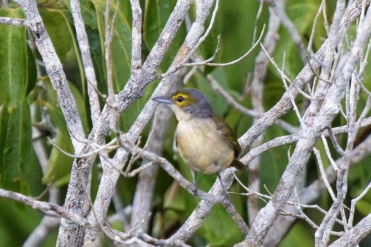 Fulvous-crested Tanager - ML615345058