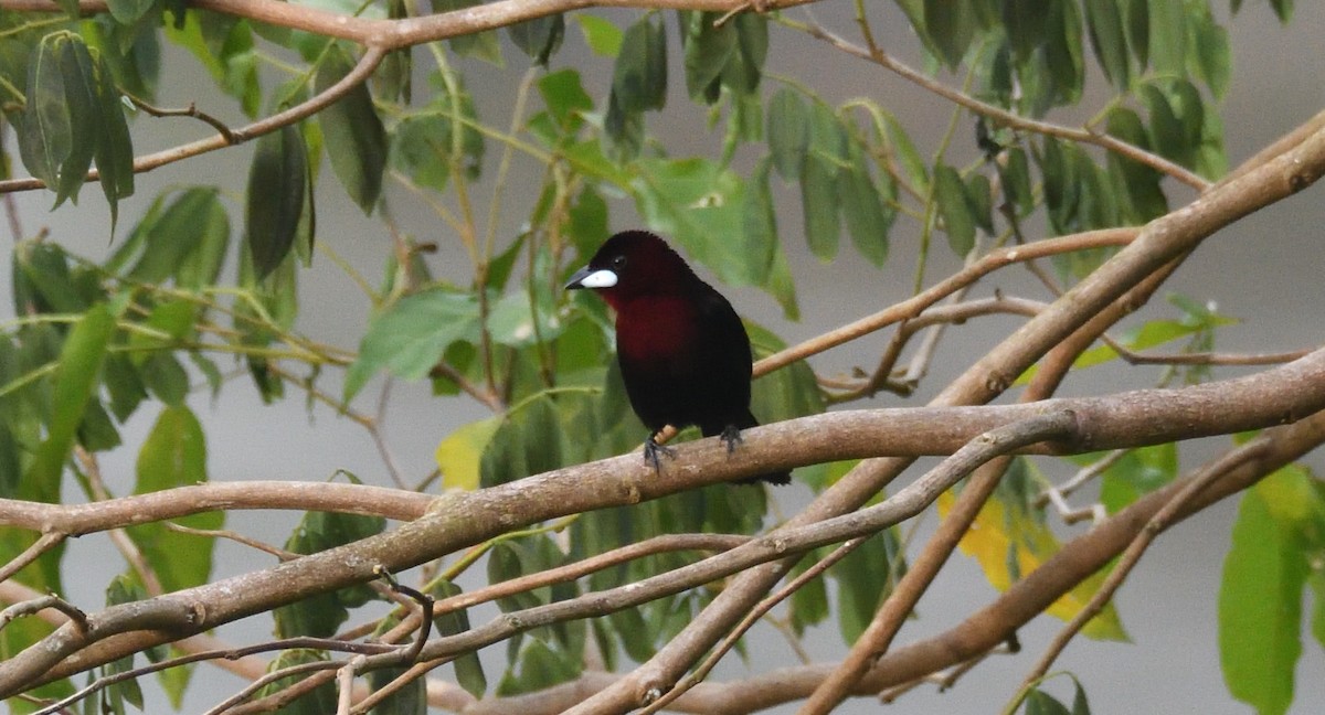 Silver-beaked Tanager - ML615345133