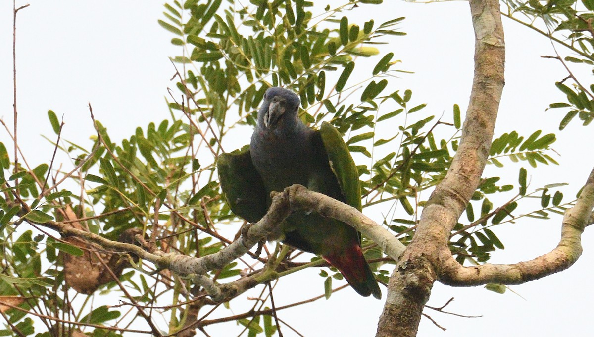 Blue-headed Parrot - ML615345147