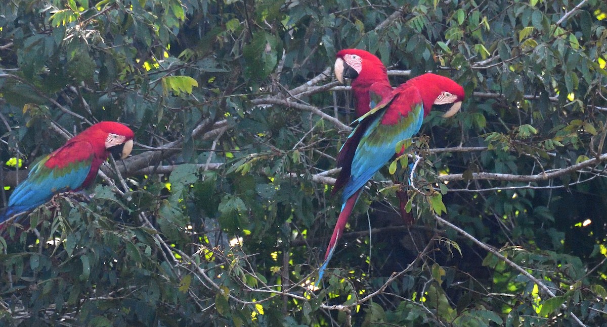 Red-and-green Macaw - ML615345164