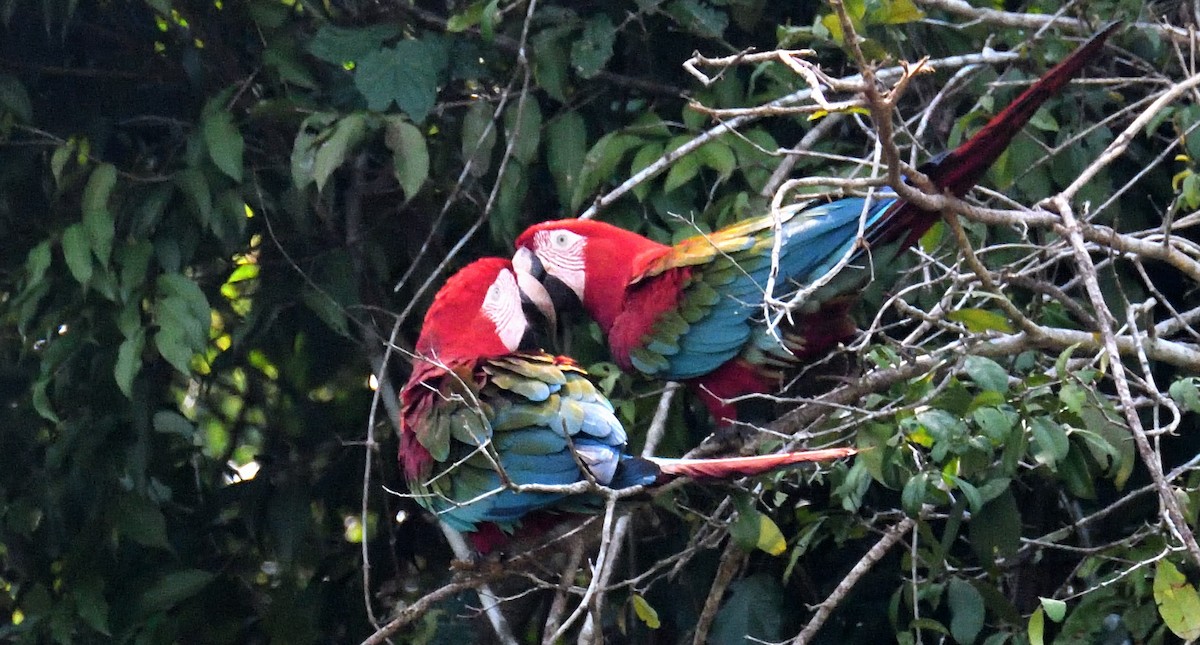 Red-and-green Macaw - ML615345165