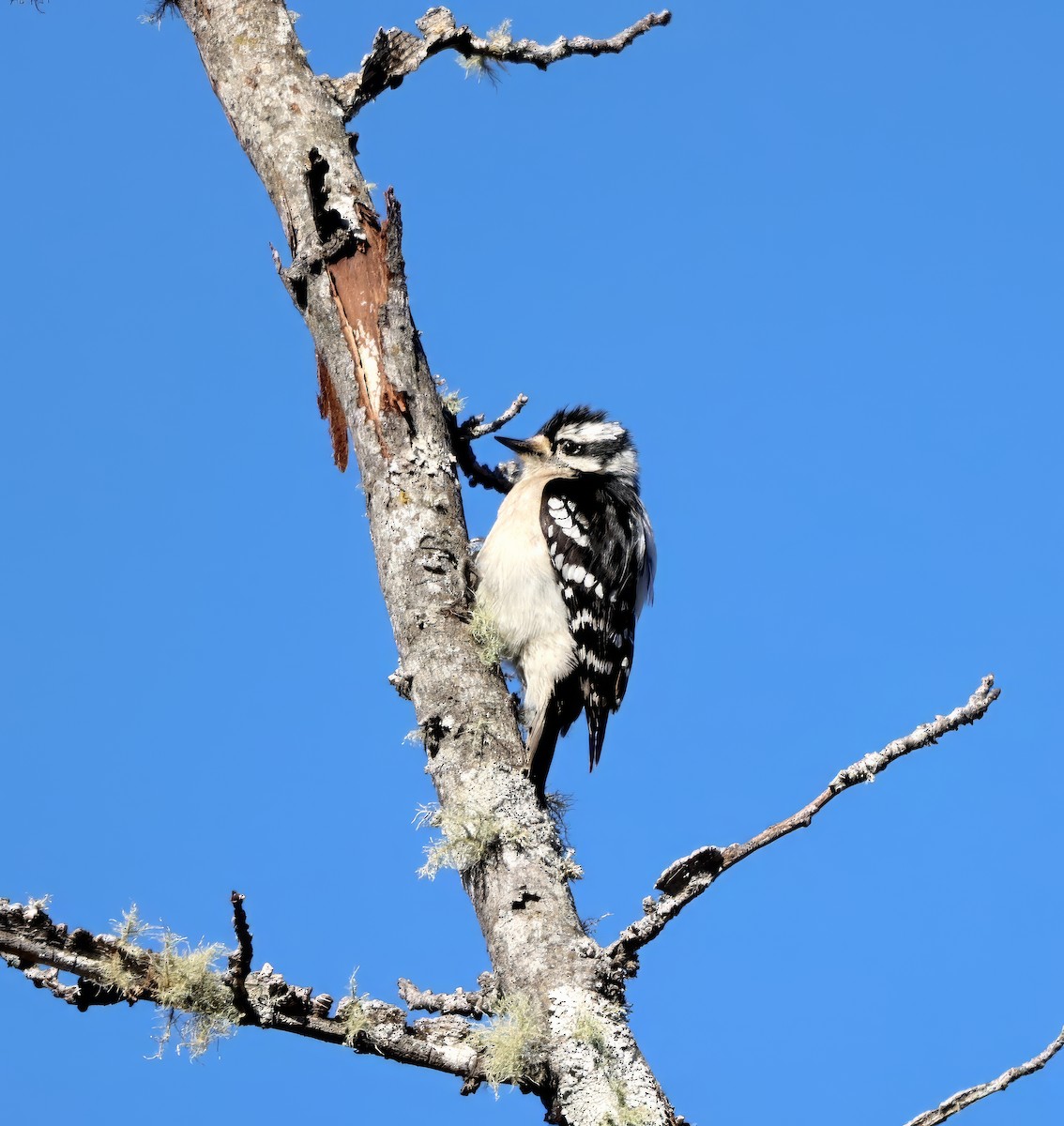 Downy Woodpecker - ML615345169