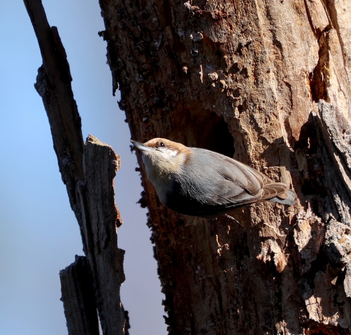 Brown-headed Nuthatch - ML615345177