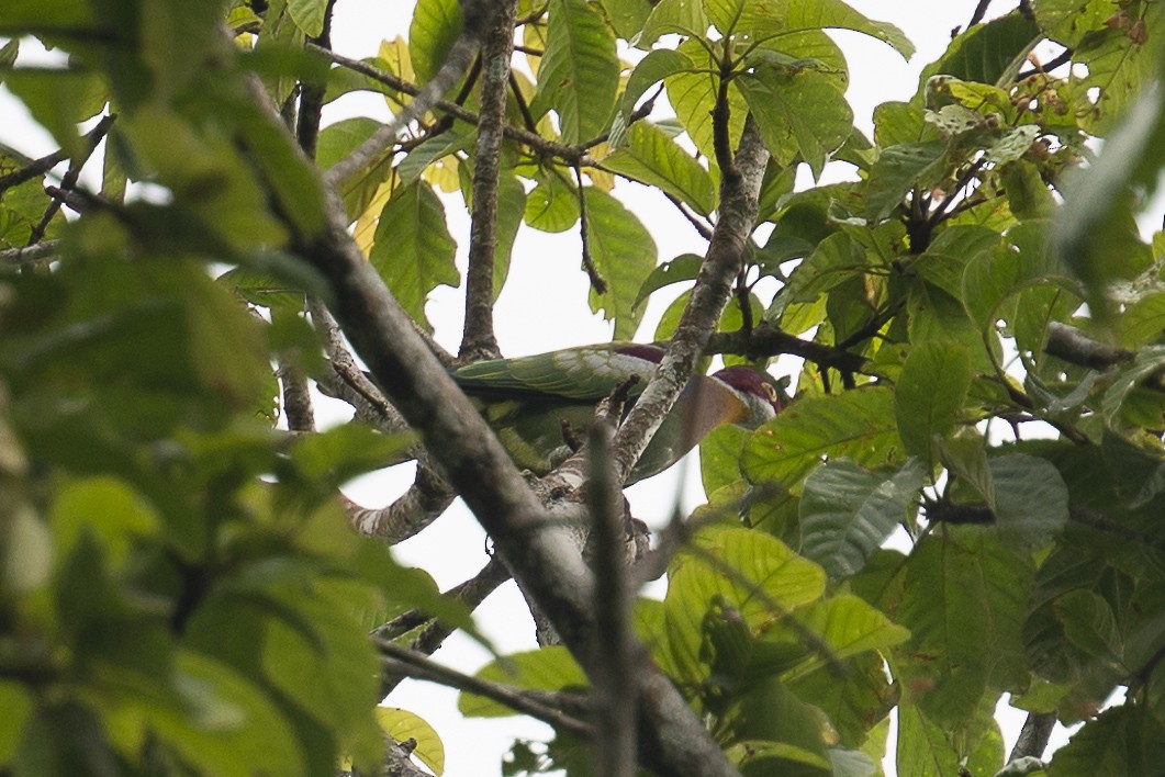 holub zdobený (ssp. ornatus) - ML615345236