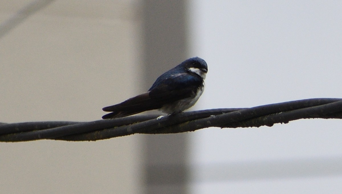 Blue-and-white Swallow - ML615345334