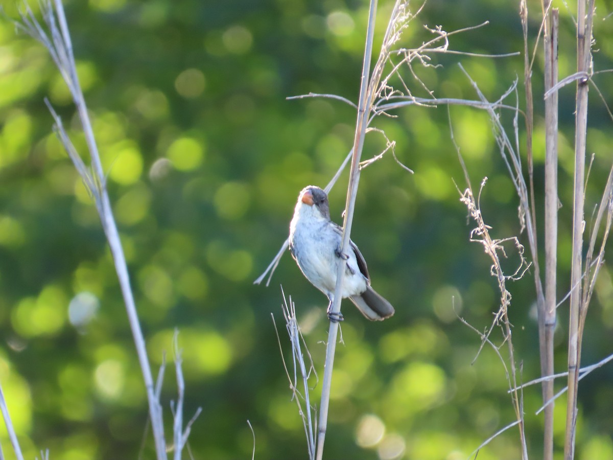 White-bellied Seedeater - ML615345398