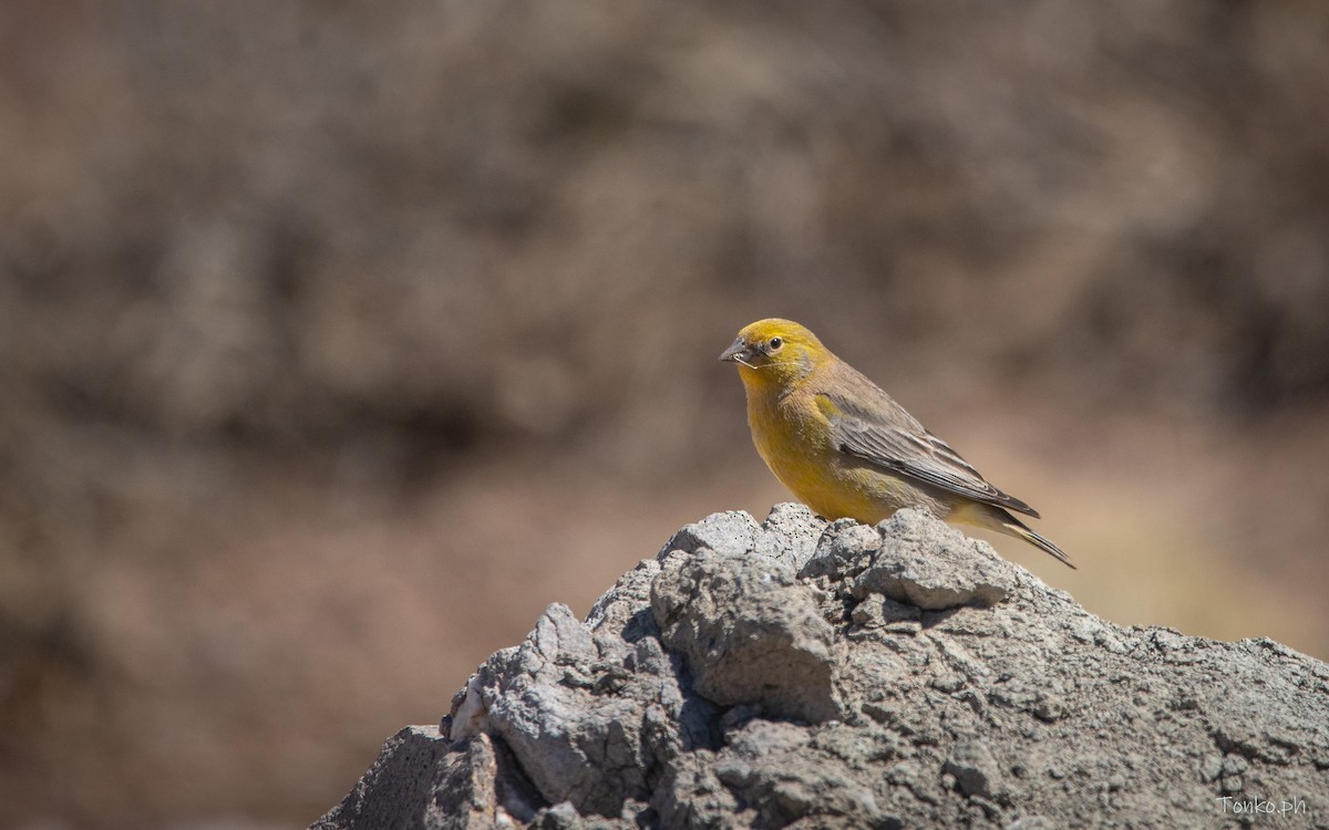 Greater Yellow-Finch - ML615345456