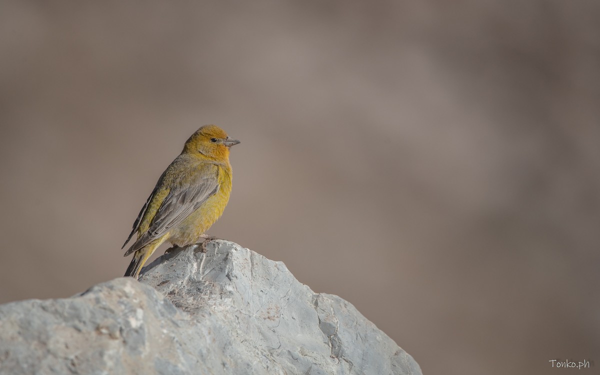 Greater Yellow-Finch - ML615345457