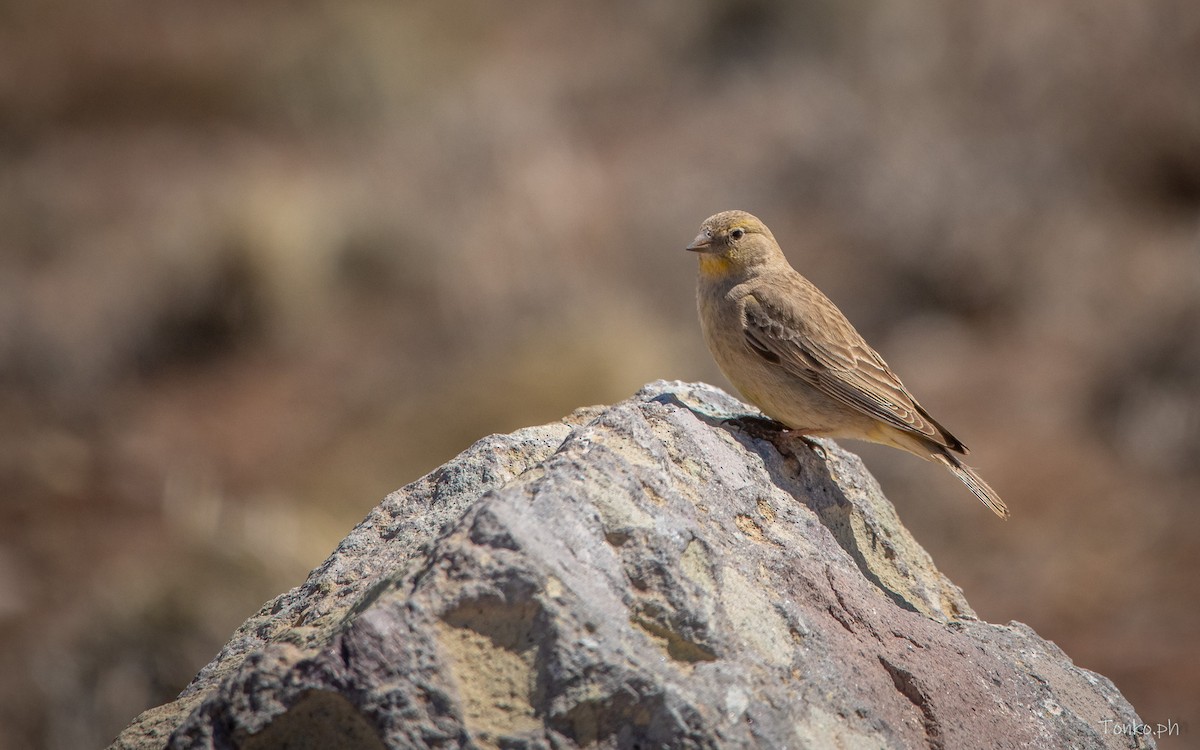 Greater Yellow-Finch - ML615345458