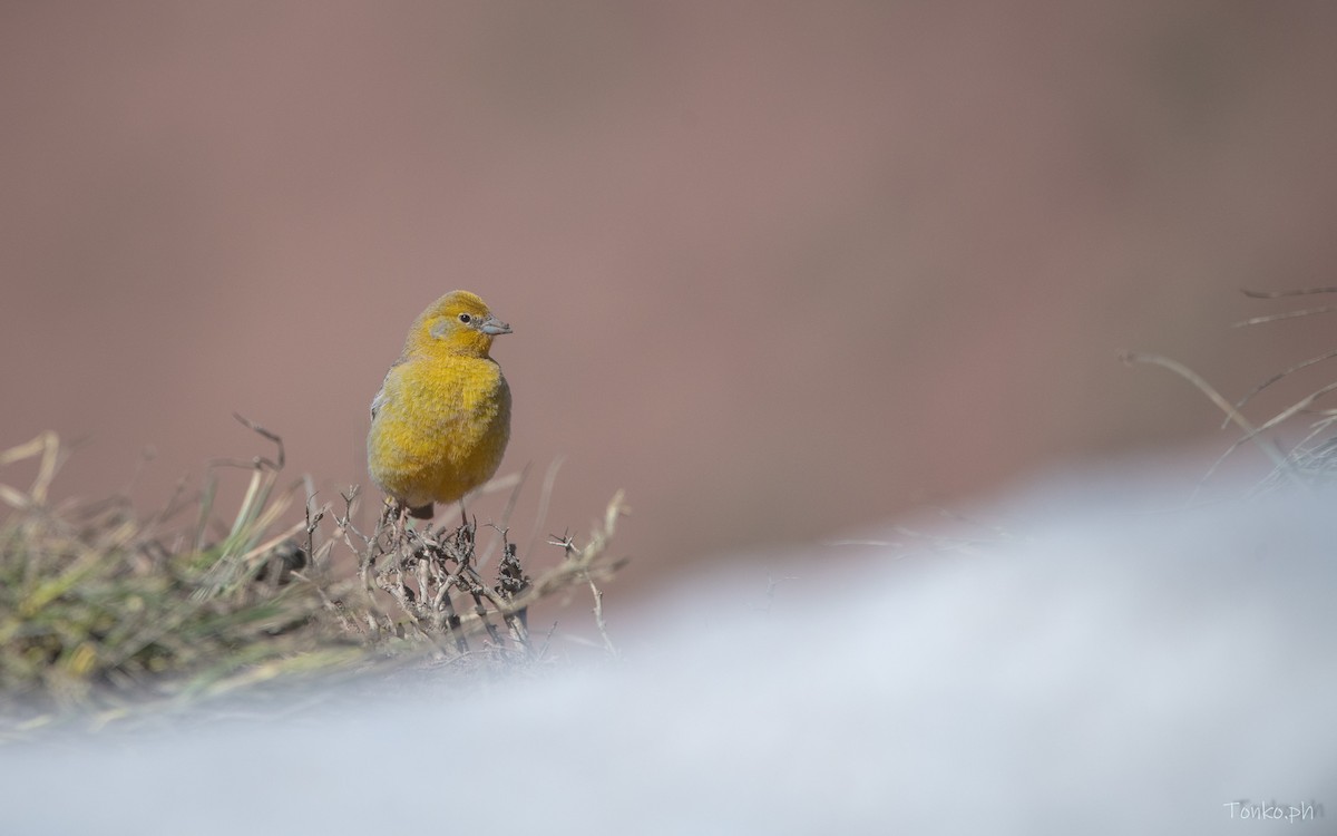 Greater Yellow-Finch - ML615345459