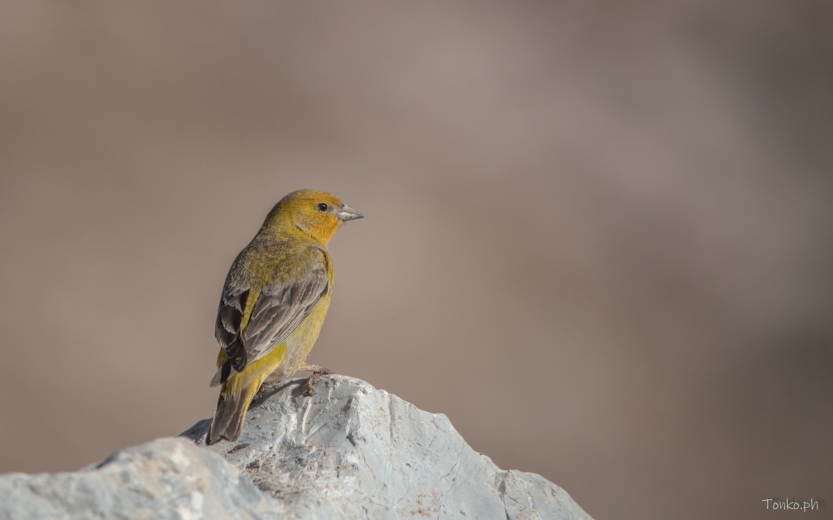 Greater Yellow-Finch - ML615345460