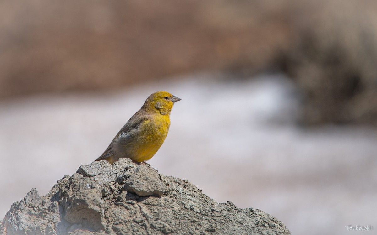 Greater Yellow-Finch - ML615345461