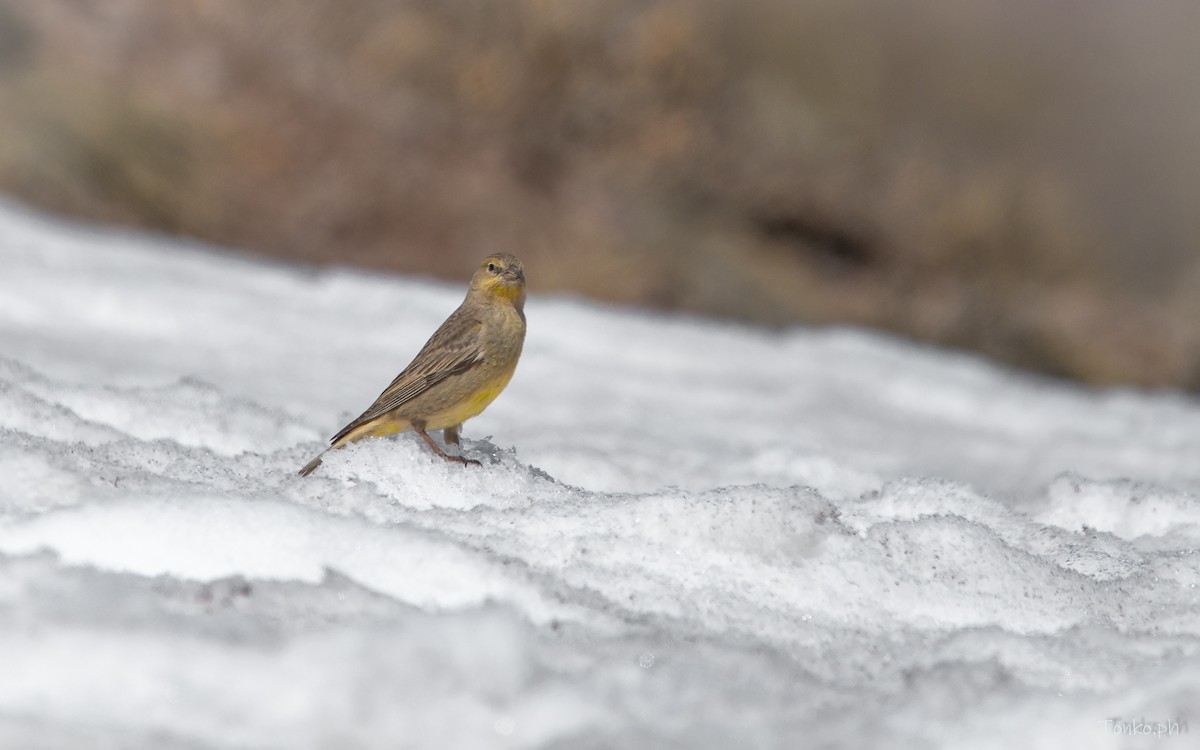 Greater Yellow-Finch - ML615345462
