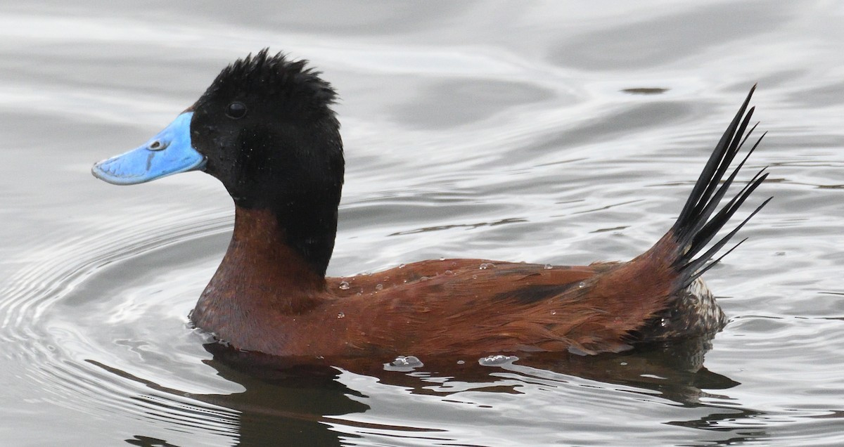 Andean Duck - ML615345673