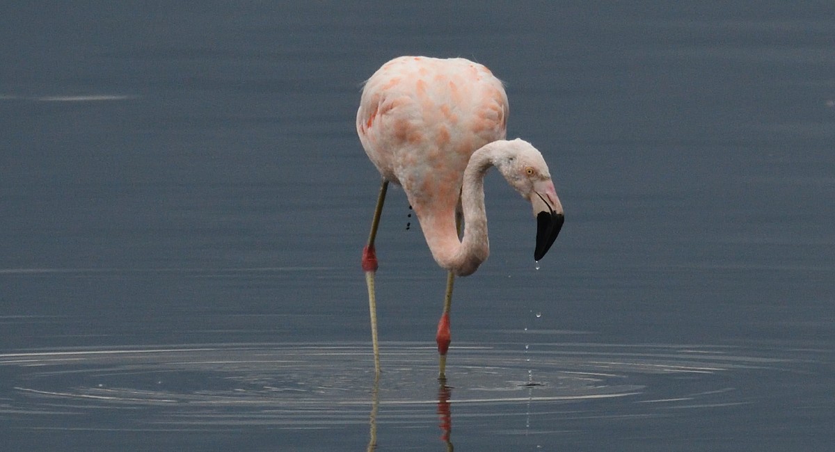 Chilean Flamingo - ML615345798