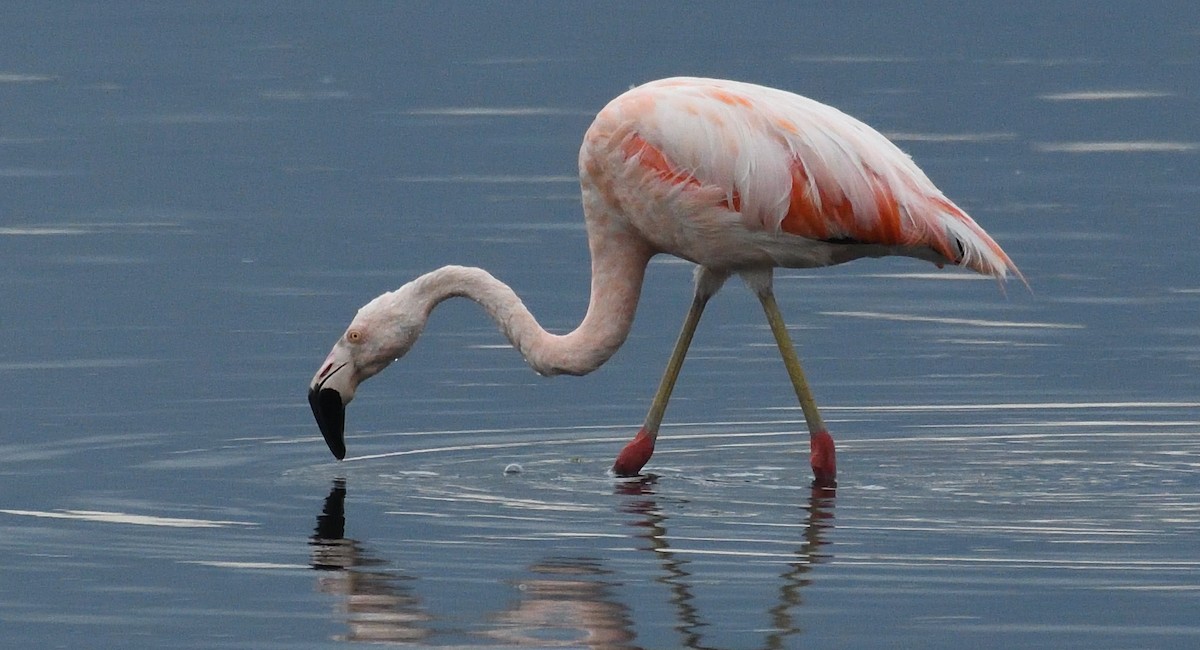Chilean Flamingo - ML615345799