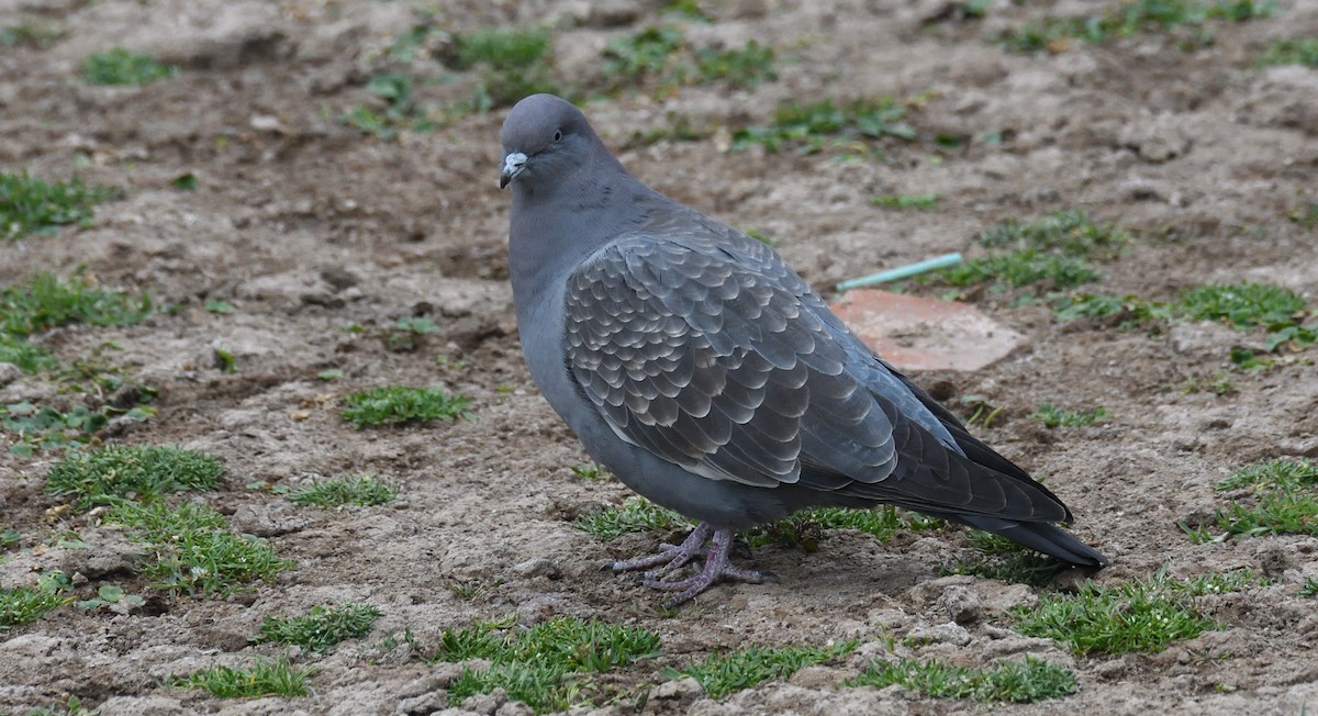 Spot-winged Pigeon - ML615345858