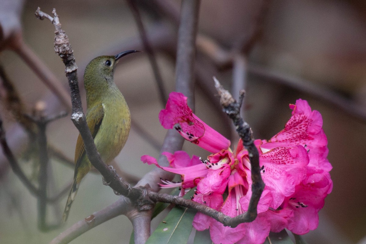 Green-tailed Sunbird (Green-tailed) - Robert Tizard