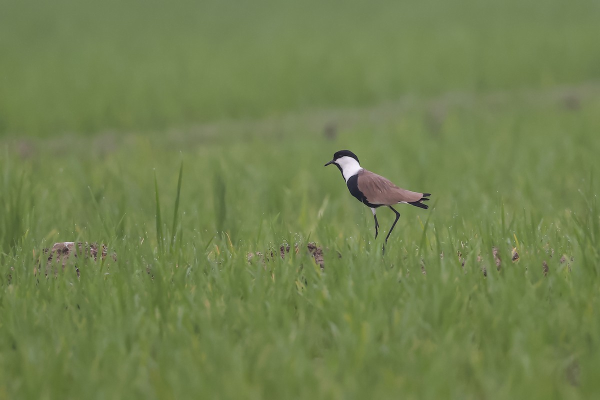 Spur-winged Lapwing - ML615345979