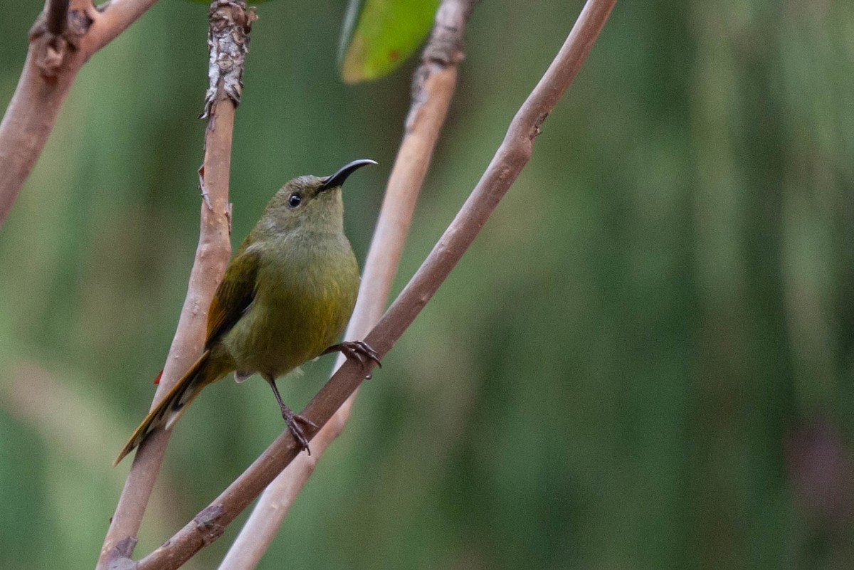 Green-tailed Sunbird (Green-tailed) - ML615346058