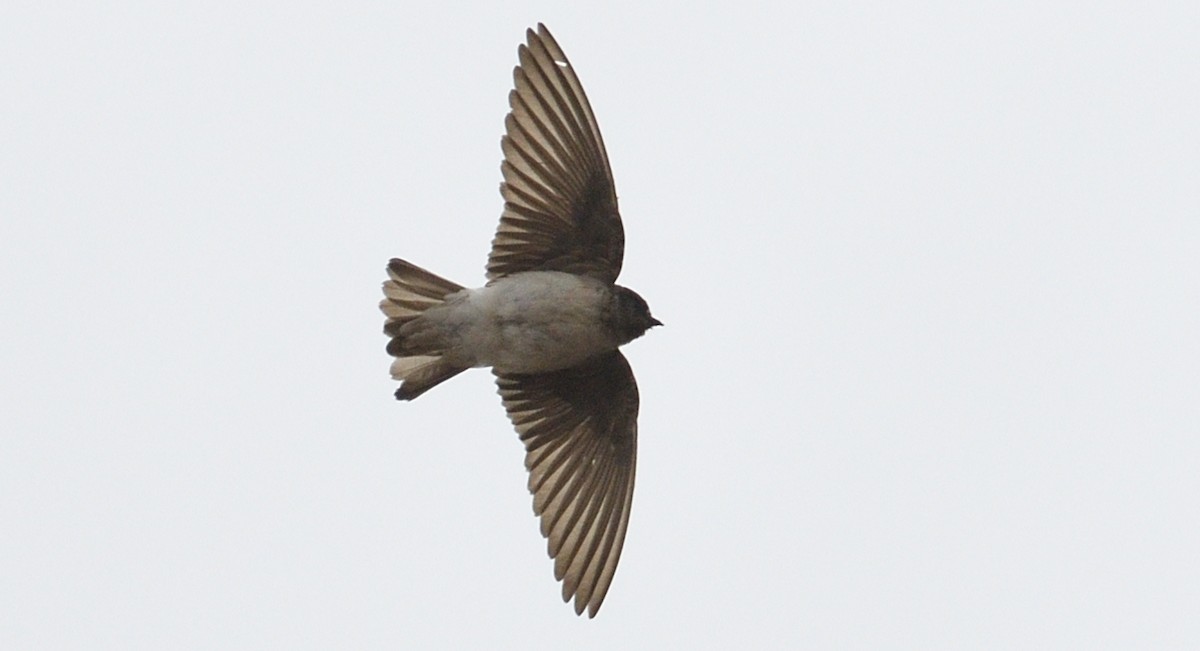 Andean Swallow - ML615346093
