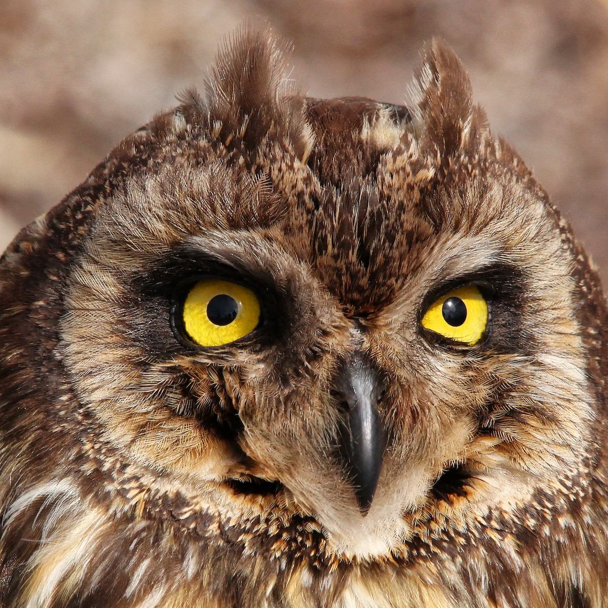 Short-eared Owl - ML615346472