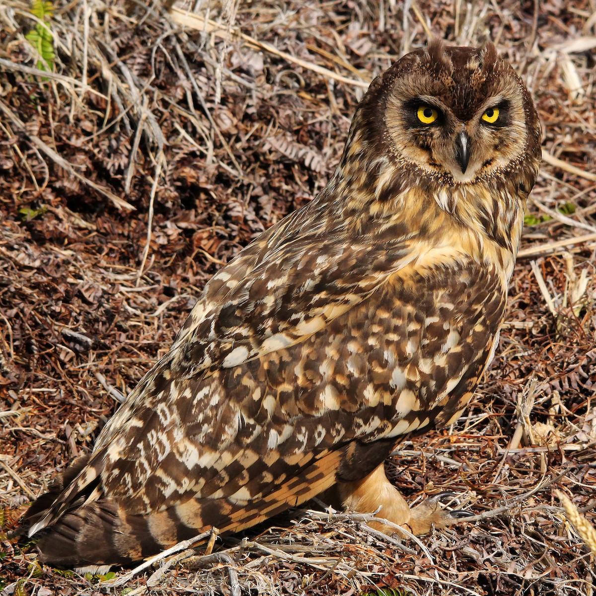 Short-eared Owl - ML615346473