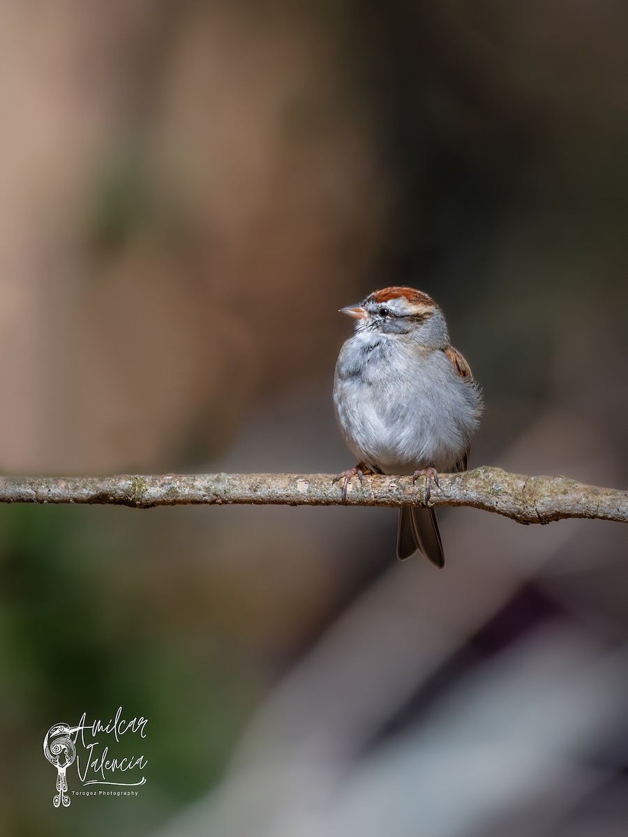 Chipping Sparrow - ML615346588