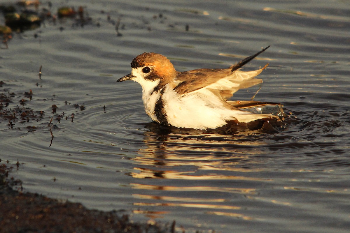 Two-banded Plover - ML615346660