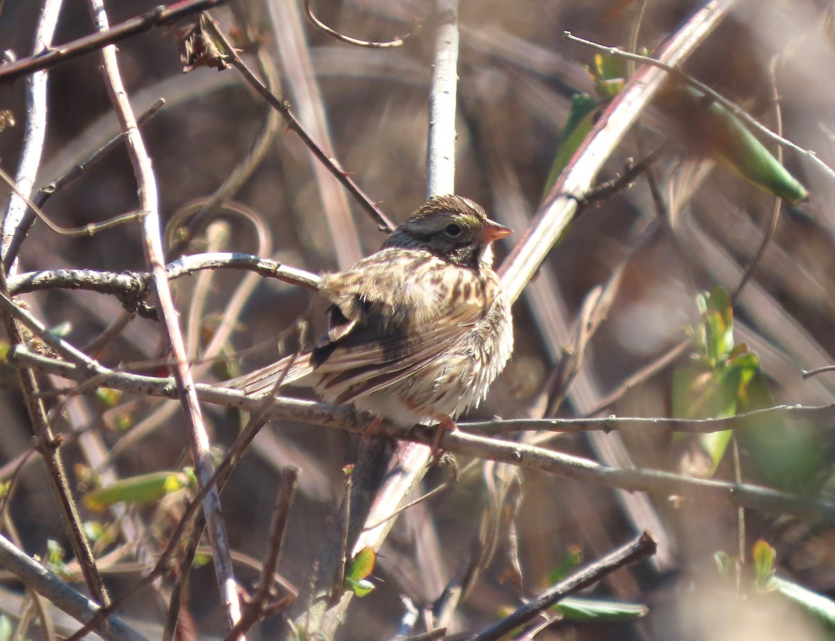 Savannah Sparrow - ML615346715