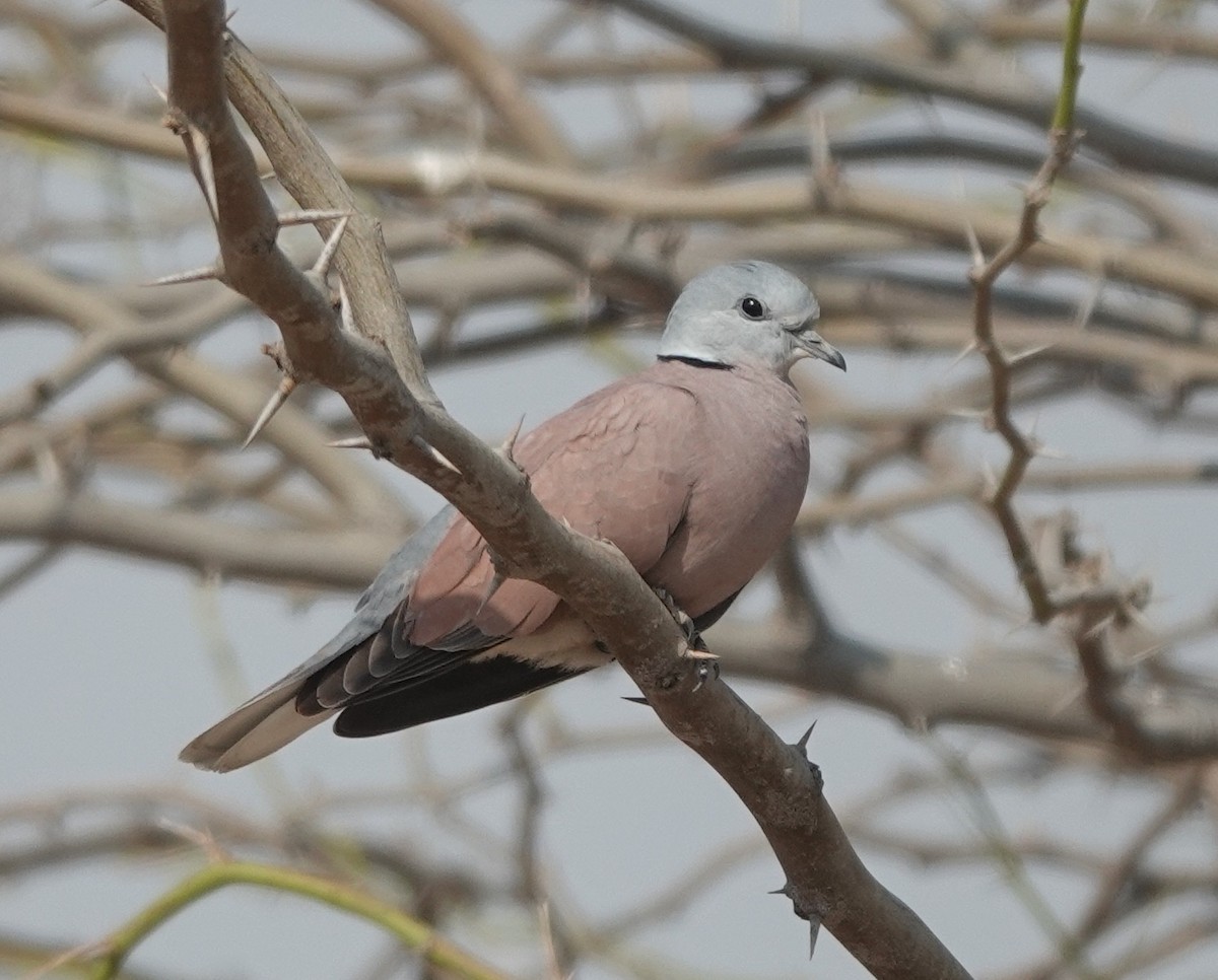Red Collared-Dove - ML615346782