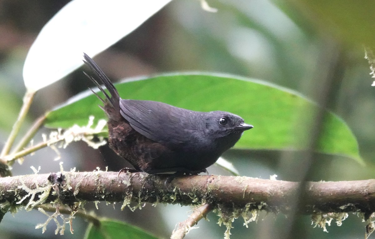 Long-tailed Tapaculo - ML615346807