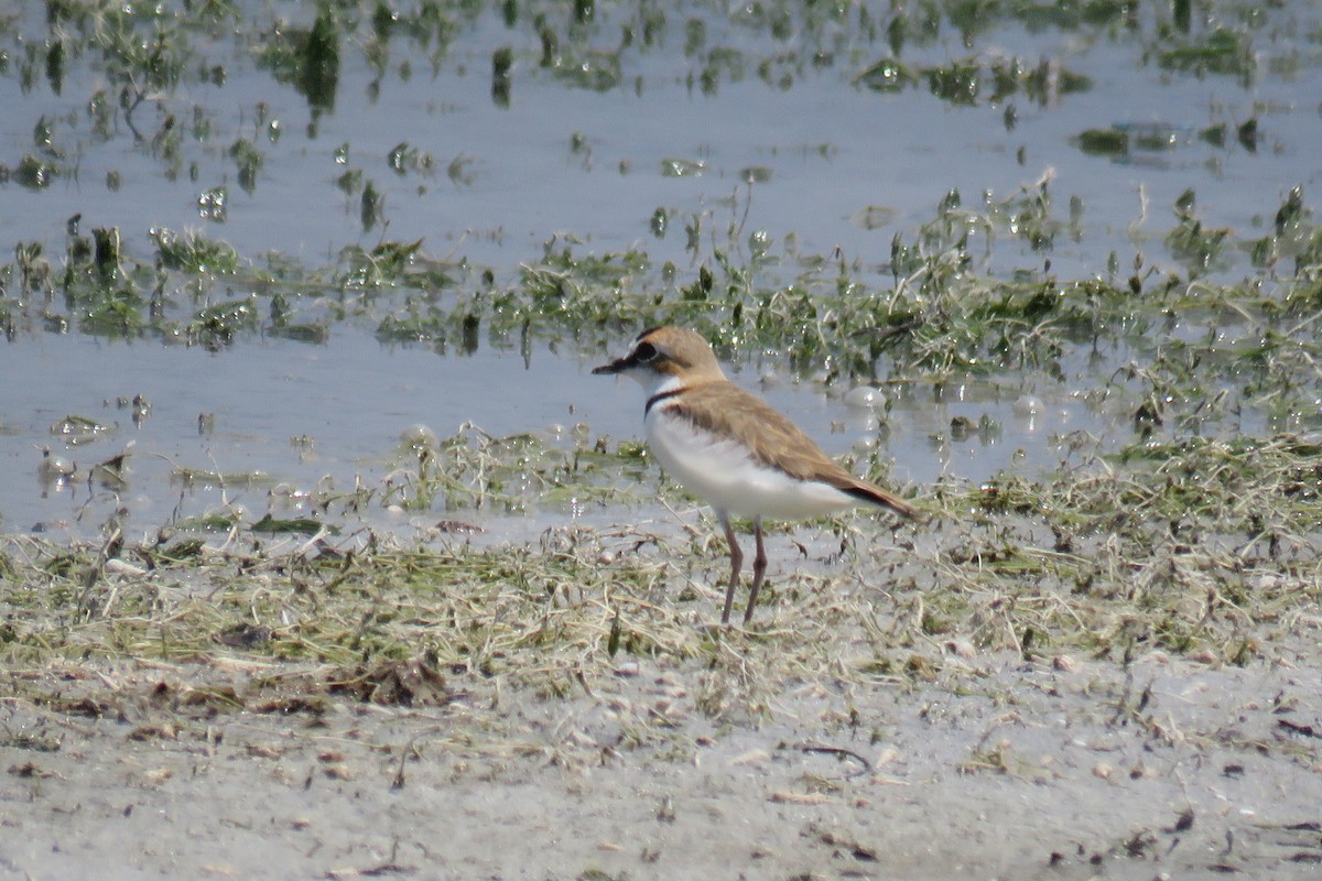 Collared Plover - ML615346825
