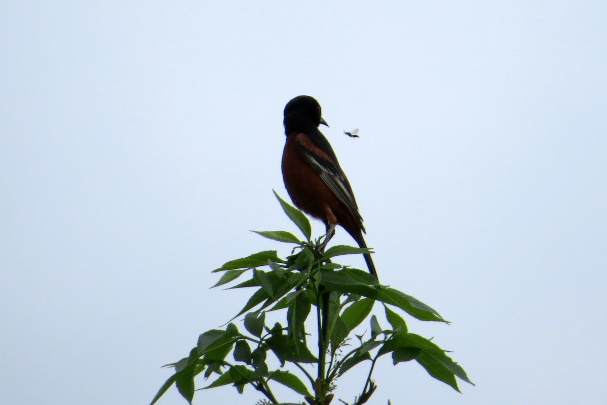 Orchard Oriole - ML615346997