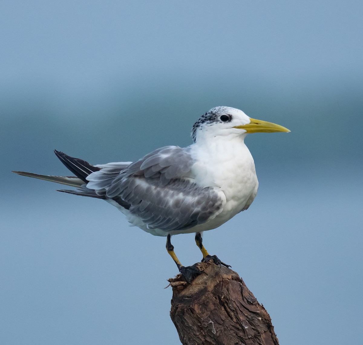 Great Crested Tern - ML615347231