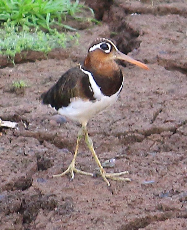 Greater Painted-Snipe - ML615347330