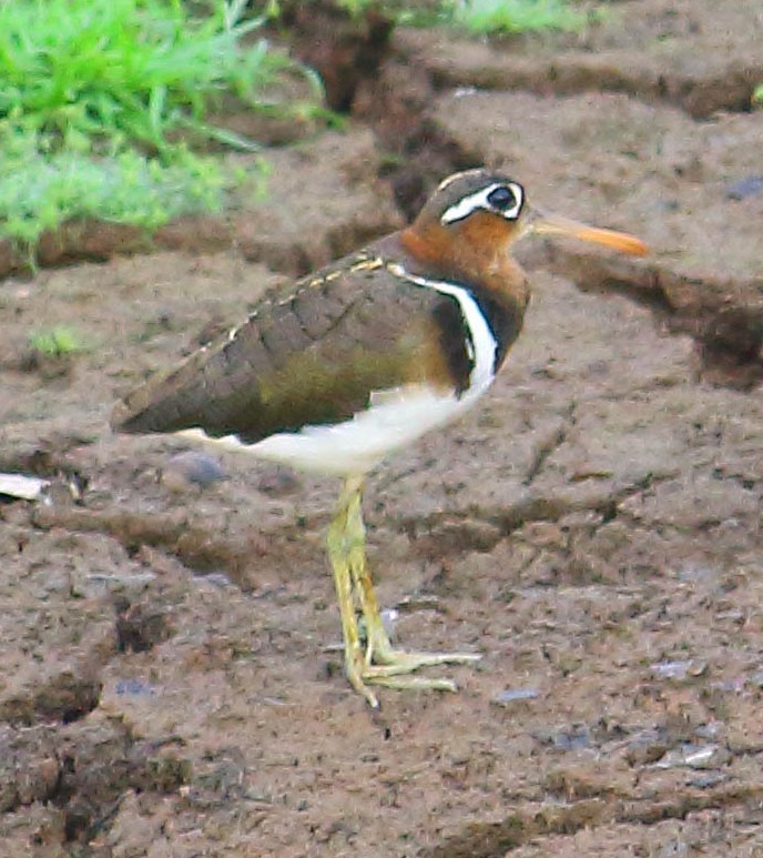 Greater Painted-Snipe - ML615347331