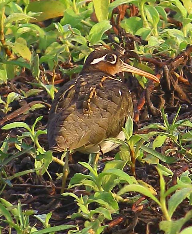 Greater Painted-Snipe - ML615347334