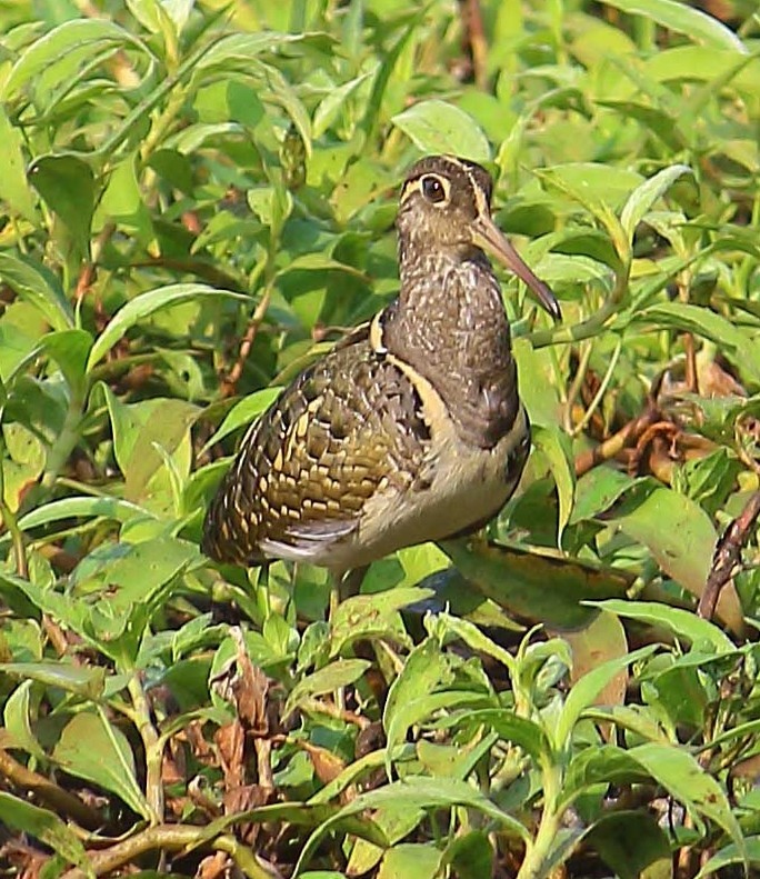 Greater Painted-Snipe - ML615347335