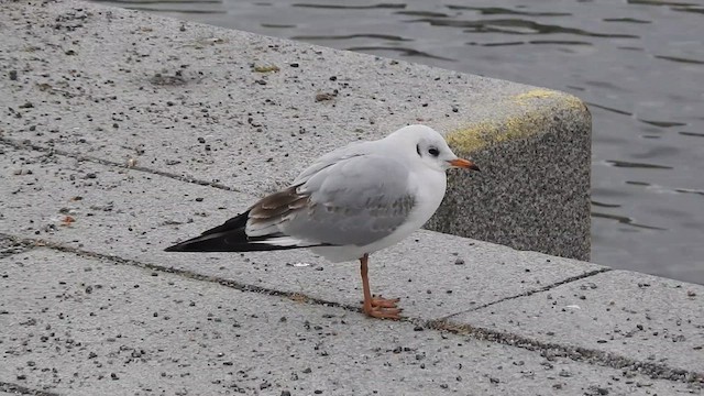 Mouette rieuse - ML615347536