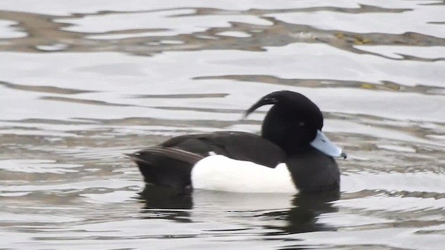 Tufted Duck - ML615347546