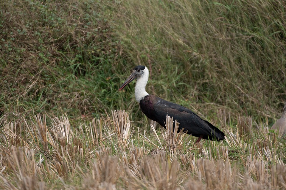 Asian Woolly-necked Stork - ML615347591