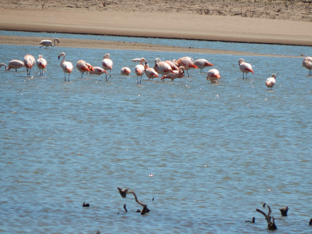 Chilean Flamingo - ML615347727
