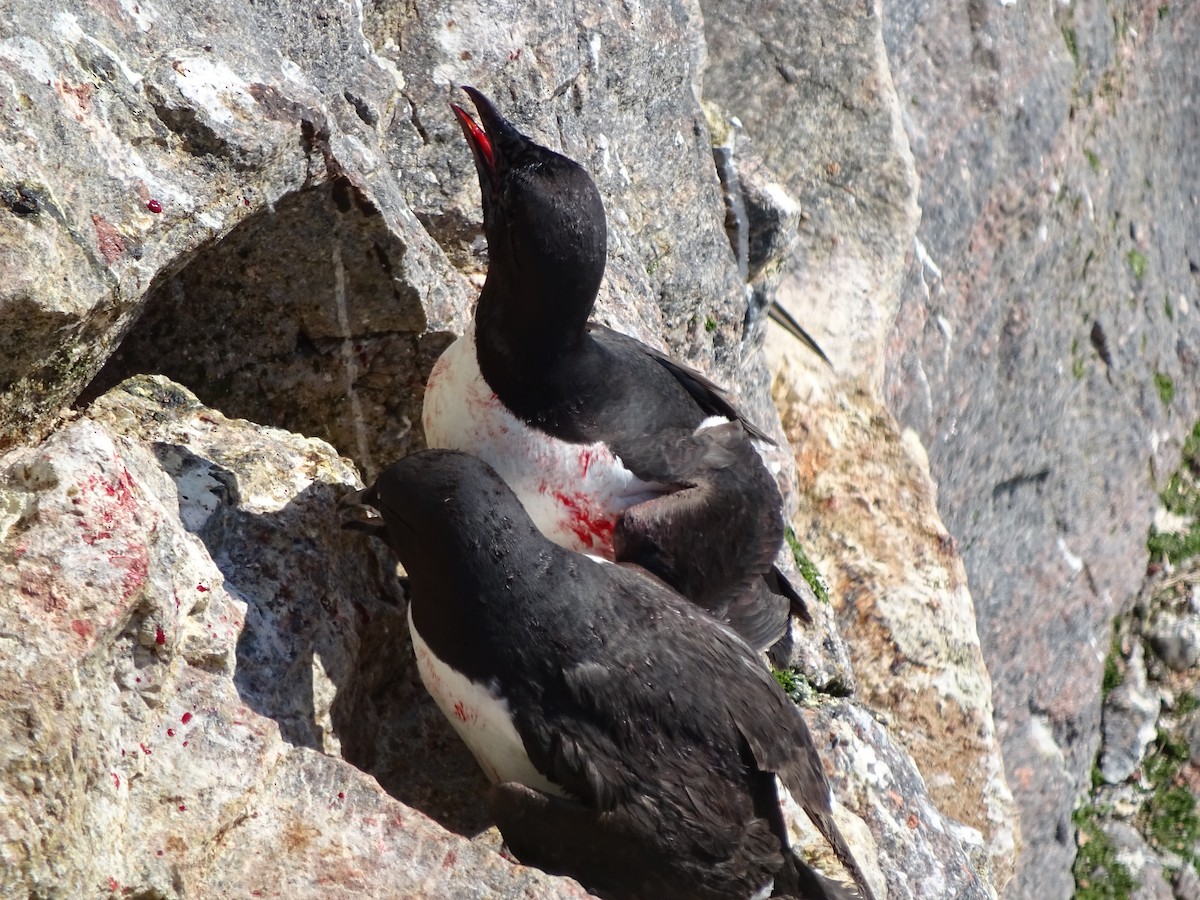Thick-billed Murre - ML615347850