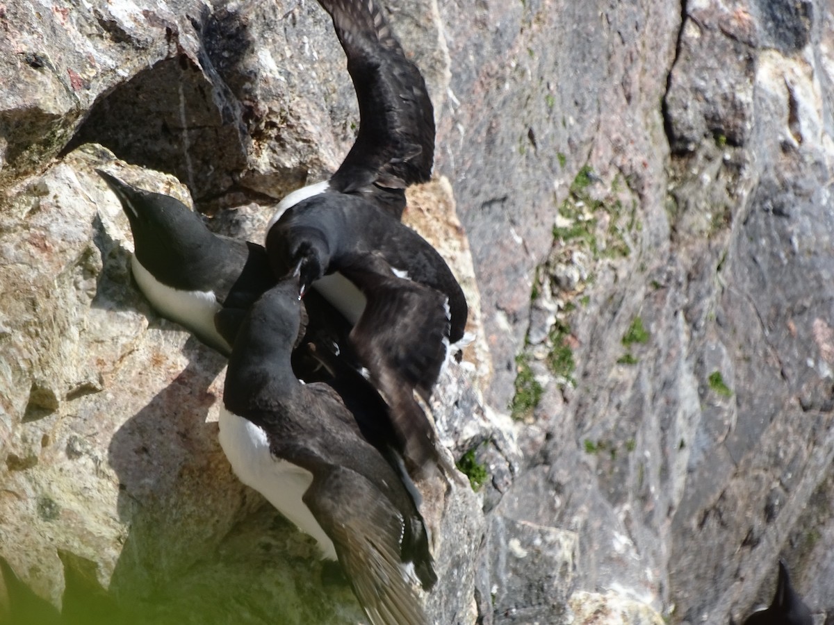 Thick-billed Murre - ML615347851