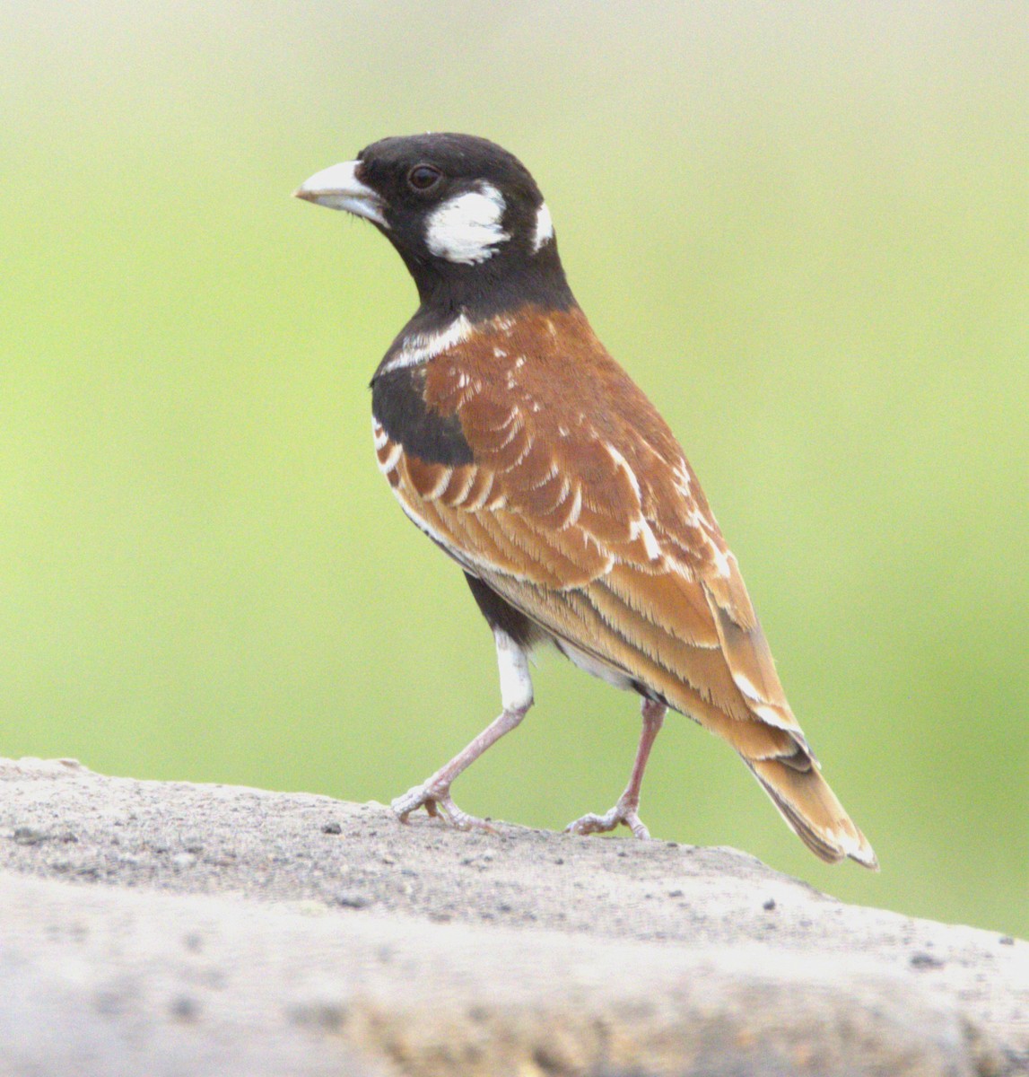Chestnut-backed Sparrow-Lark - ML615347895
